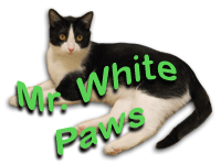 Mr. White Paws